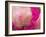 Peony with Raindrops, Olympic Peninsula, Washington, USA-Darrell Gulin-Framed Photographic Print