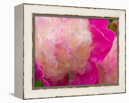 Peony with Raindrops, Olympic Peninsula, Washington, USA-Darrell Gulin-Framed Premier Image Canvas