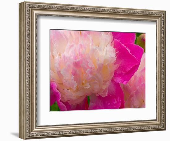 Peony with Raindrops, Olympic Peninsula, Washington, USA-Darrell Gulin-Framed Photographic Print