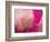 Peony with Raindrops, Olympic Peninsula, Washington, USA-Darrell Gulin-Framed Photographic Print