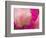 Peony with Raindrops, Olympic Peninsula, Washington, USA-Darrell Gulin-Framed Photographic Print