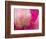 Peony with Raindrops, Olympic Peninsula, Washington, USA-Darrell Gulin-Framed Photographic Print