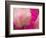 Peony with Raindrops, Olympic Peninsula, Washington, USA-Darrell Gulin-Framed Photographic Print