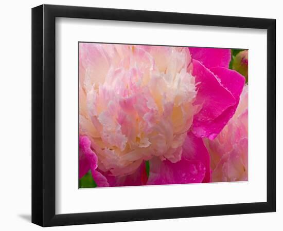 Peony with Raindrops, Olympic Peninsula, Washington, USA-Darrell Gulin-Framed Photographic Print