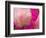 Peony with Raindrops, Olympic Peninsula, Washington, USA-Darrell Gulin-Framed Photographic Print