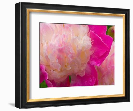 Peony with Raindrops, Olympic Peninsula, Washington, USA-Darrell Gulin-Framed Photographic Print