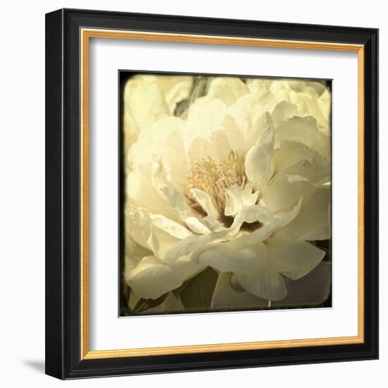 Peony with Red-Judy Stalus-Framed Art Print