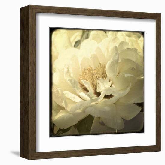 Peony with Red-Judy Stalus-Framed Art Print