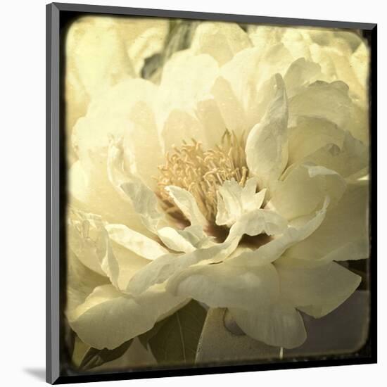 Peony with Red-Judy Stalus-Mounted Art Print