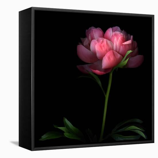 Peony-Magda Indigo-Framed Premier Image Canvas