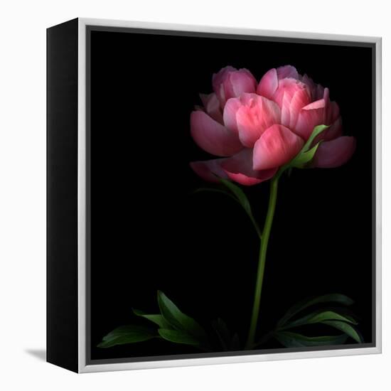 Peony-Magda Indigo-Framed Premier Image Canvas