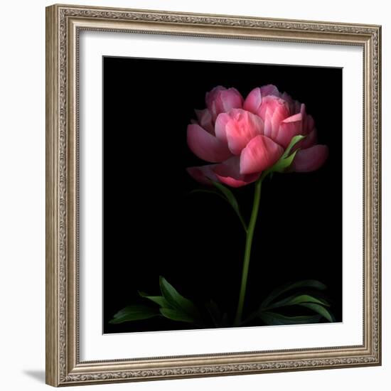 Peony-Magda Indigo-Framed Photographic Print