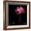 Peony-Magda Indigo-Framed Photographic Print