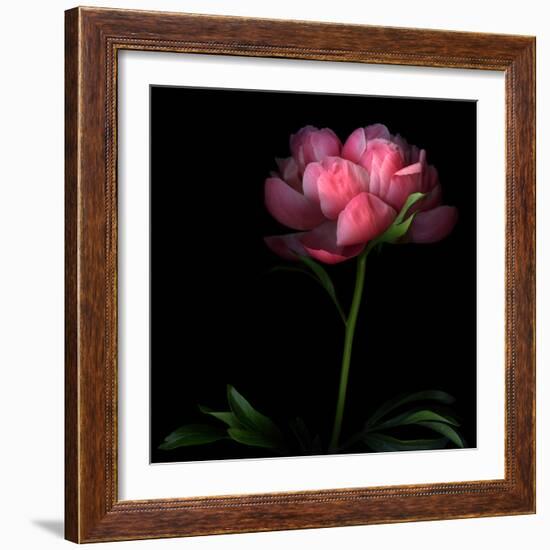 Peony-Magda Indigo-Framed Photographic Print