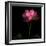 Peony-Magda Indigo-Framed Photographic Print