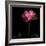 Peony-Magda Indigo-Framed Photographic Print