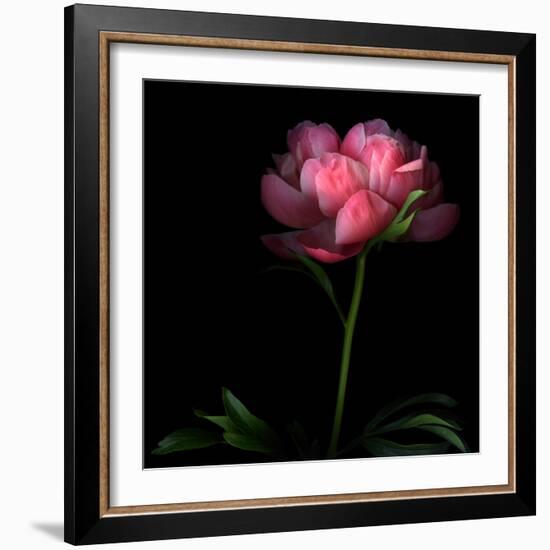 Peony-Magda Indigo-Framed Photographic Print