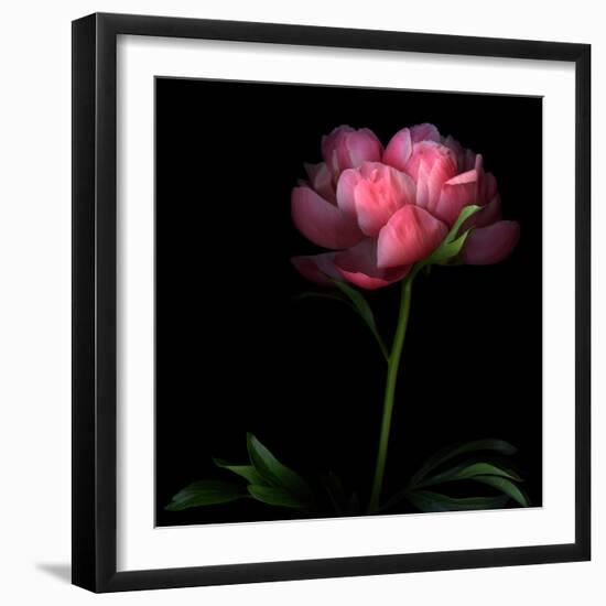 Peony-Magda Indigo-Framed Photographic Print