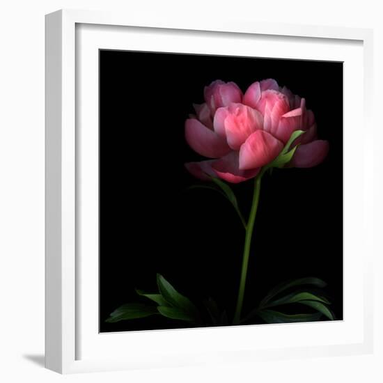 Peony-Magda Indigo-Framed Photographic Print