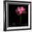 Peony-Magda Indigo-Framed Photographic Print