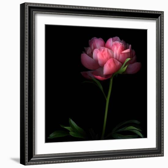 Peony-Magda Indigo-Framed Photographic Print