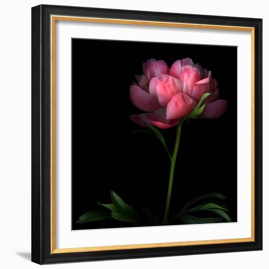 Peony-Magda Indigo-Framed Photographic Print