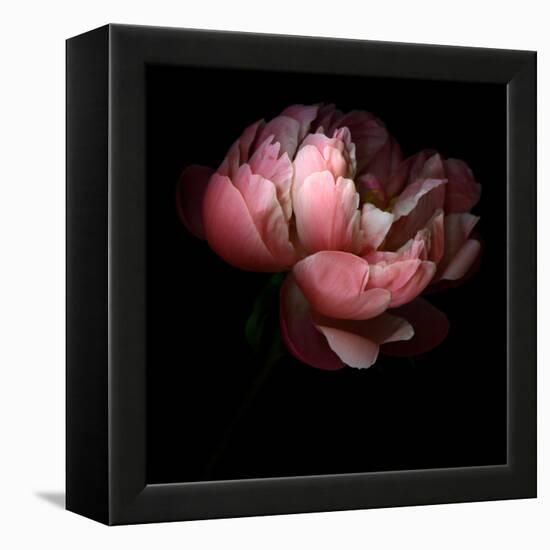 Peony-Magda Indigo-Framed Premier Image Canvas