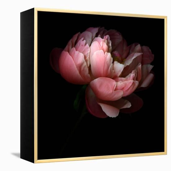 Peony-Magda Indigo-Framed Premier Image Canvas