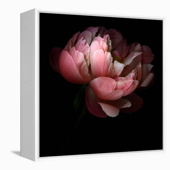 Peony-Magda Indigo-Framed Premier Image Canvas