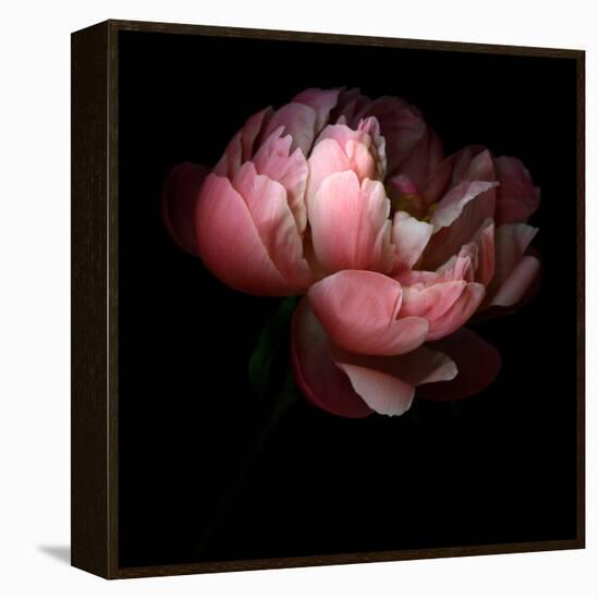 Peony-Magda Indigo-Framed Stretched Canvas