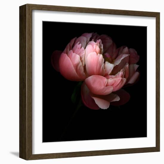 Peony-Magda Indigo-Framed Photographic Print