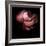 Peony-Magda Indigo-Framed Photographic Print