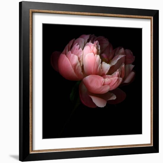 Peony-Magda Indigo-Framed Photographic Print