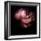 Peony-Magda Indigo-Framed Photographic Print