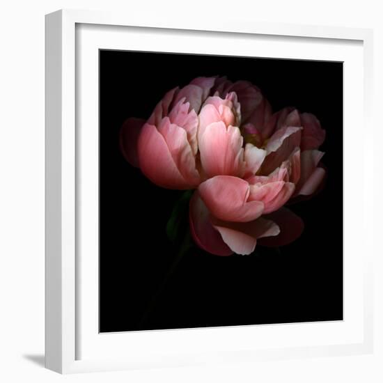 Peony-Magda Indigo-Framed Photographic Print