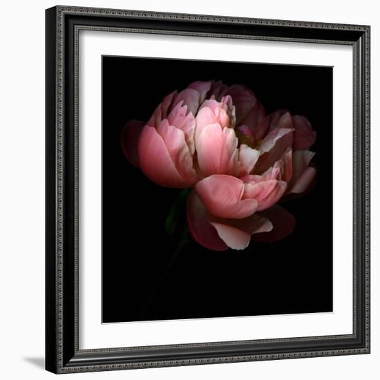 Peony-Magda Indigo-Framed Photographic Print