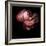 Peony-Magda Indigo-Framed Photographic Print