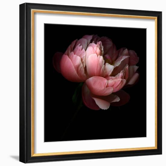 Peony-Magda Indigo-Framed Photographic Print