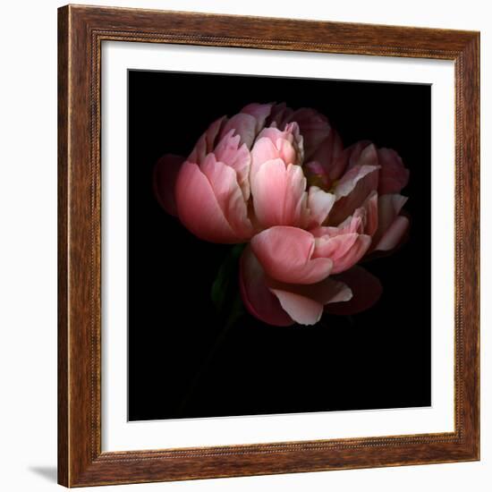 Peony-Magda Indigo-Framed Photographic Print