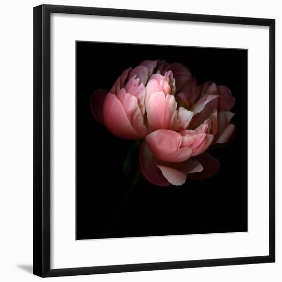 Peony-Magda Indigo-Framed Photographic Print