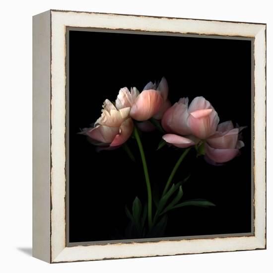 Peony-Magda Indigo-Framed Premier Image Canvas