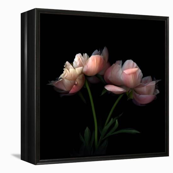 Peony-Magda Indigo-Framed Premier Image Canvas