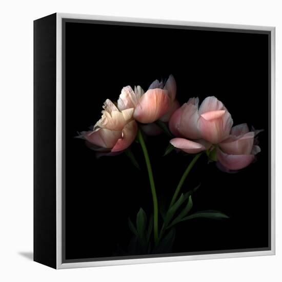 Peony-Magda Indigo-Framed Premier Image Canvas