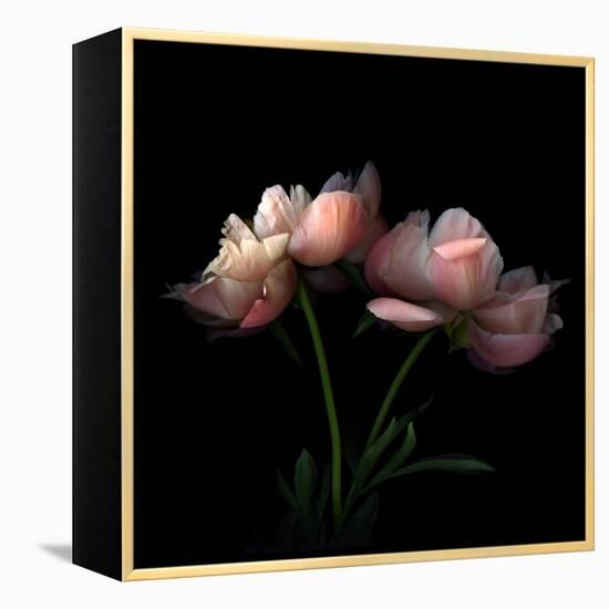 Peony-Magda Indigo-Framed Premier Image Canvas