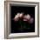 Peony-Magda Indigo-Framed Photographic Print