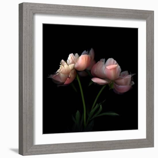 Peony-Magda Indigo-Framed Photographic Print