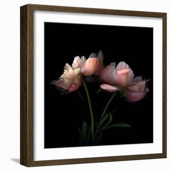 Peony-Magda Indigo-Framed Photographic Print