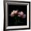 Peony-Magda Indigo-Framed Photographic Print