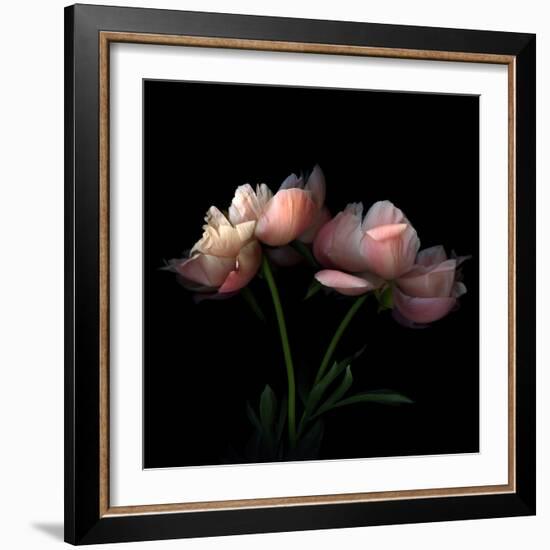 Peony-Magda Indigo-Framed Photographic Print