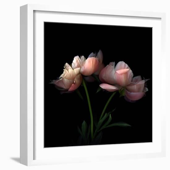 Peony-Magda Indigo-Framed Photographic Print